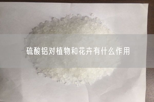 硫酸鋁對植物和花卉有什么作用(圖5)
