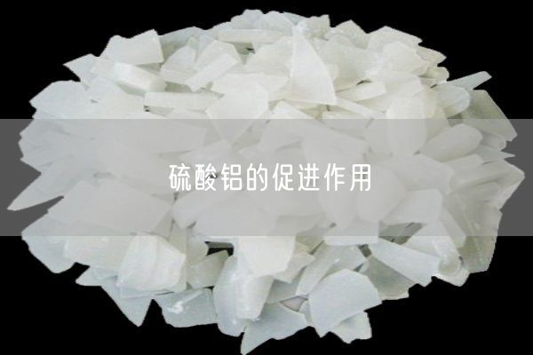 硫酸鋁的促進(jìn)作用(圖1)